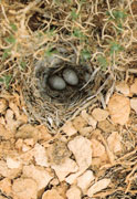 Bird Eggs