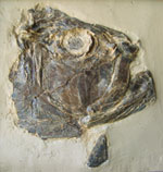 Gillicus skull