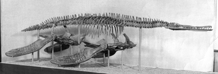 Marion Bonner's Dolichorhynchops