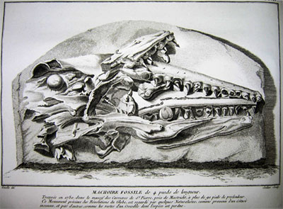 Type Specimen