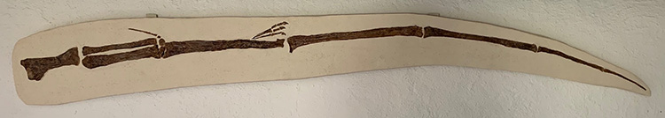 Pteranodon wing