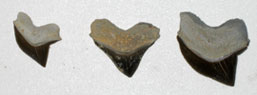 Squalicorax teeth